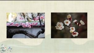 国画写意画梅花的理论与创作--公开课视频网课术国画工笔写意水墨书法硬笔毛笔花鸟老虎山水虾牡丹百合花莲花